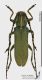Agapanthia_osmanlis_s.JPG