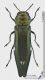 Agrilus_biguttatus_f2s.jpg