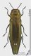 Agrilus_biguttatus_f1s.jpg