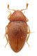 Mycetaea-subterranea-(Fabricius-1801)---Endomychidae-.jpg