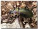 Carabus morbillosus alternans03, Lago Rubino, 9 novembre 2007.jpg