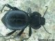 dsc00012vb.jpg
