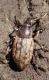 Barynotus sp..jpg