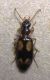 DSCN4816 - Copia.JPG