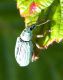 Alberoni 16 giugno 2011 001a.jpg