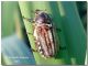 Anoxia matutinalis_femmina.jpg