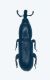 Cossoninae 002 copia.jpg