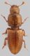 Ignoto_Manziana_28-XI-2011_1,7mm_grey.jpg