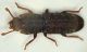 z Langelandia 1b 2.3mm Tizzano.JPG