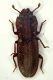 z Langelandia 2a 3.1mm Sasso.JPG