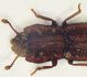 z Langelandia 2b 3.1mm Sasso.JPG