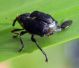 Ceutorhynchinae.jpg