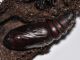 Noctuidae - Epilecta linogrisea - Crisalide - 20 mm -20120103_272.jpg