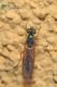 sargus-maculatus-img_0789_10.jpg
