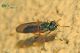 sargus-maculatus-img_0794_10.jpg