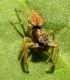 Salticidae  Lido di Venezia (Alberoni) 11 aprile 2011 017a.jpg