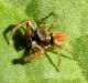 Salticidae  Lido di Venezia (Alberoni) 11 aprile 2011 020.jpg