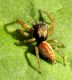 Salticidae  Lido di Venezia (Alberoni) 11 aprile 2011 021a.jpg