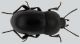 pedinus_sp.jpg