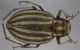 Pimeliini_sp.jpg
