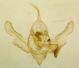 X. disjunctaria (3)gen2.jpg