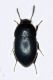Crypticus 002 copia.jpg