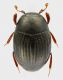Histeridae_Pomezia_3mm_grey.jpg