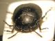 Chrysolina1.jpg