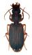 Platytarus famini ritoccato.jpg