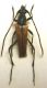 Stenurella hybridula_male 002.jpg
