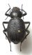 Thriptera maroccana Thery, 1932.jpg