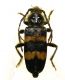 Semanotus laurasi corsicus 001.jpg