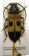 Semanotus laurasii femmina x S. russicus maschio-2.jpg
