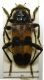 Semanotus russicus femmina x S. laurasii maschio002.jpg