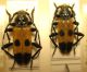 semanotus russicus maschio x algiricus femmina_2.jpg