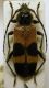 Semanotus bifasciatus sinoaustralis_Taiwan.jpg