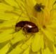 Neocrepidodera sp..jpg
