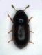 Ciidae 002 copia.jpg