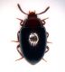 Scaphidema metallicum copia.jpg