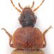 Staphylinidae-DMap-dett.jpg