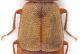 Staphylinidae-DMap-dett-Elitre.jpg