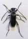 Grammoptera merkli (Frizaldszky, 1884)).jpg