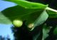 acer monspessulanum 2.jpg