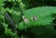 urtica.jpg