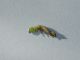 larva 2.jpg