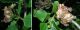 populus_nigra.jpg