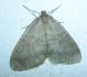 Operophtera fagata (Scharfenberg, 1805).jpg