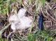 larva2011_9204729_2.jpg