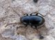 Nesotes sp. 1.jpg