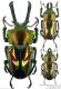 Phallacrognathus-muelleri-copie.jpg